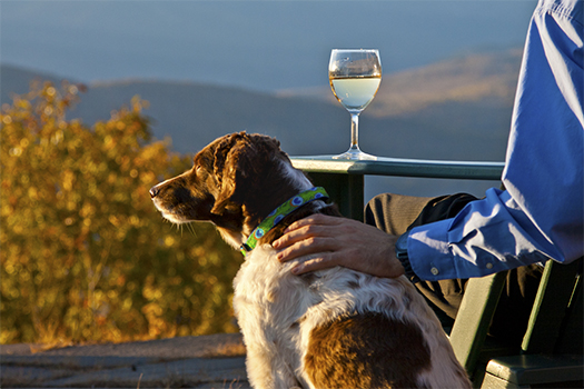 kutyakerítés vélemények